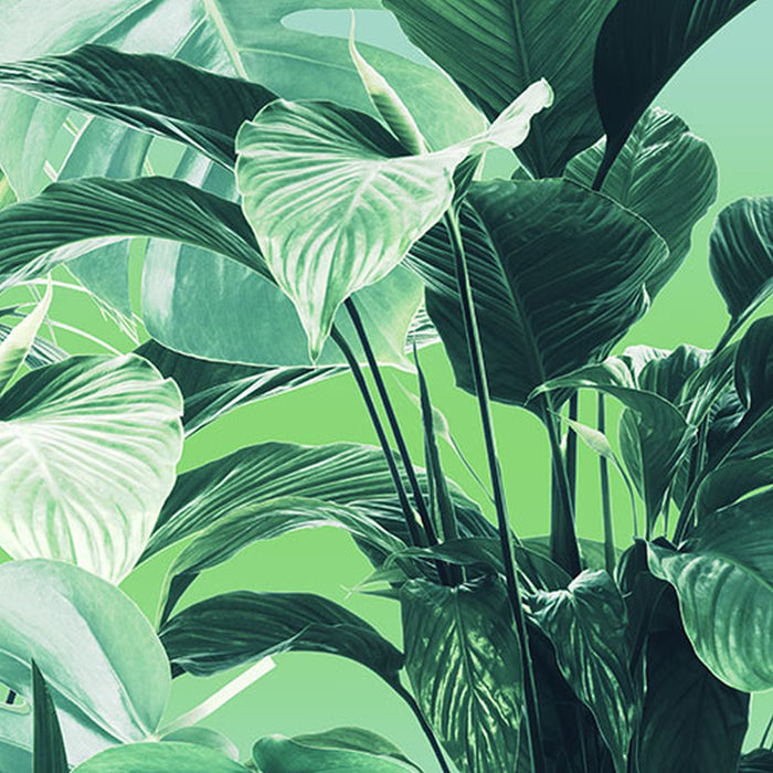 Vlies Fototapete | Evergreen | Größe 200 x 250 cm