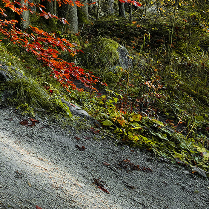 Vlies Fototapete | Feuerzungen | Größe 450 x 280 cm