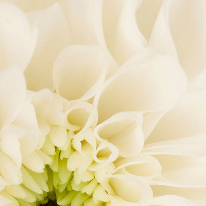 Vlies Fototapete | Beautiful | Größe 100 x 280 cm