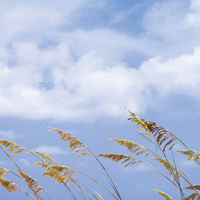 Papier Fototapete | Ocean Breeze | Größe 368 x 254 cm