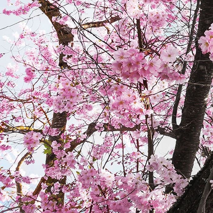 Vlies Fototapete | Bloom | Größe 400 x 260 cm