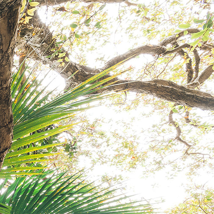 Komar | Vlies Fototapete | Touch the Jungle  | Größe 450 x 280 cm