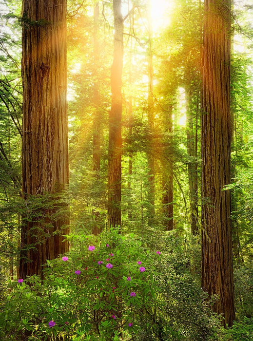 Komar | Vlies Fototapete | Redwood | Größe 200 x 260 cm