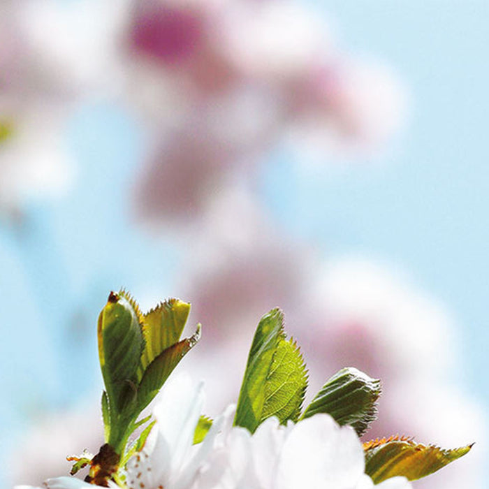 Vlies Fototapete | Spring | Größe 300 x 250 cm