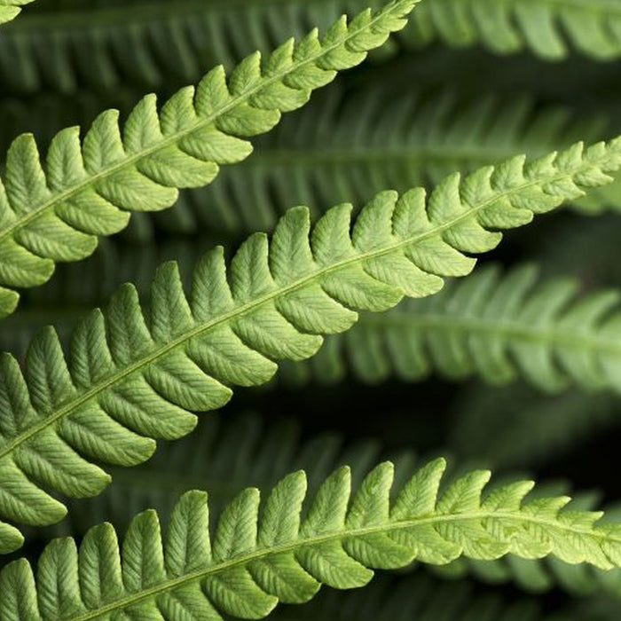 Vlies Fototapete | Farn | Größe 350 x 250 cm