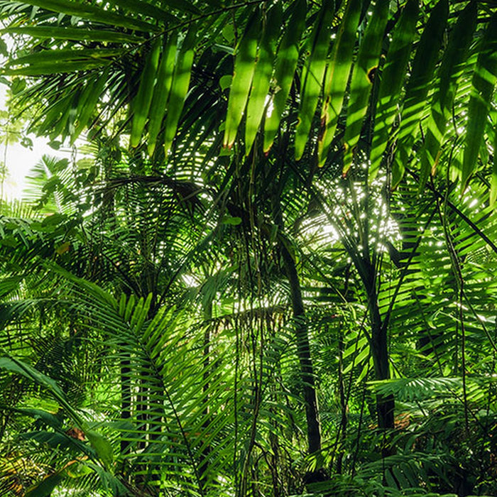 Vlies Fototapete | Into The Jungle | Größe 400 x 250 cm
