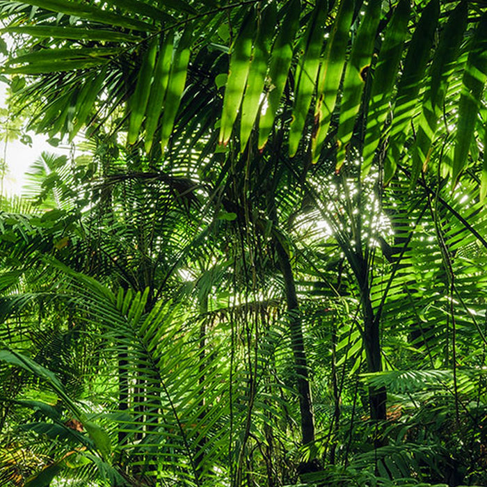Komar | Vlies Fototapete | Into The Jungle | Größe 400 x 250 cm