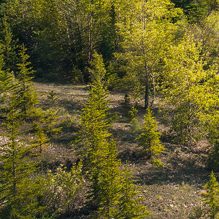 Komar | Vlies Fototapete | Wild Canada | Größe 450 x 280 cm