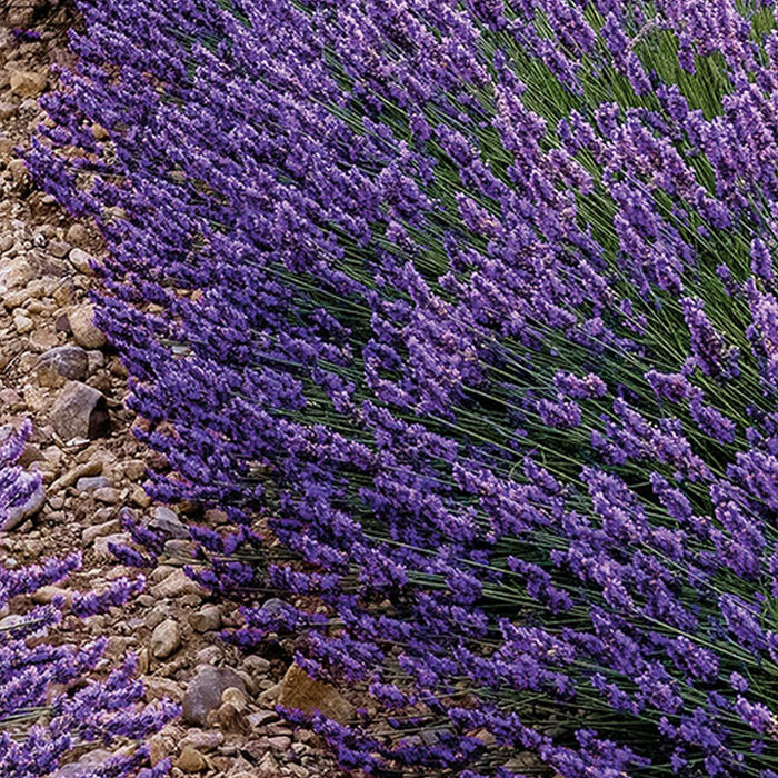 Komar | Vlies Fototapete | Provence | Größe 300 x 250 cm