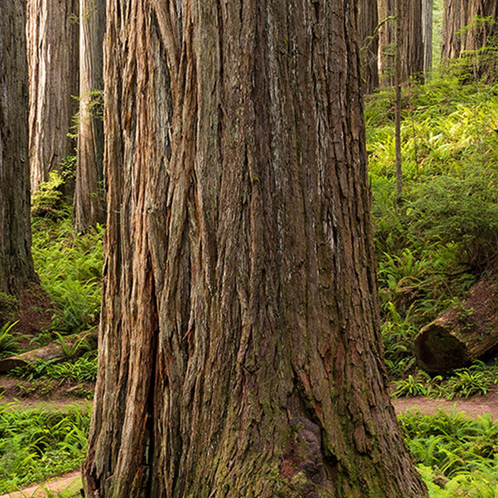 Vlies Fototapete | Redwood Trail | Größe 450 x 280 cm