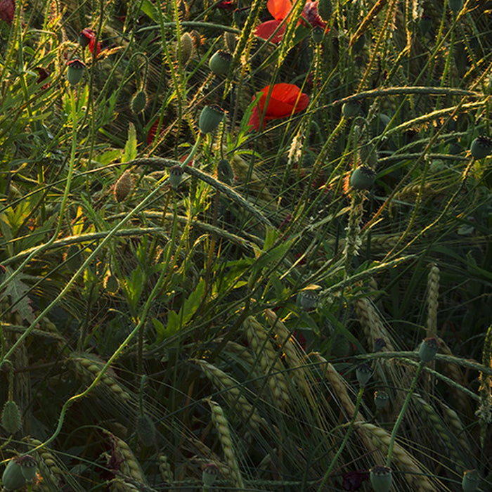 Komar | Vlies Fototapete | Poppy World | Größe 450 x 280 cm