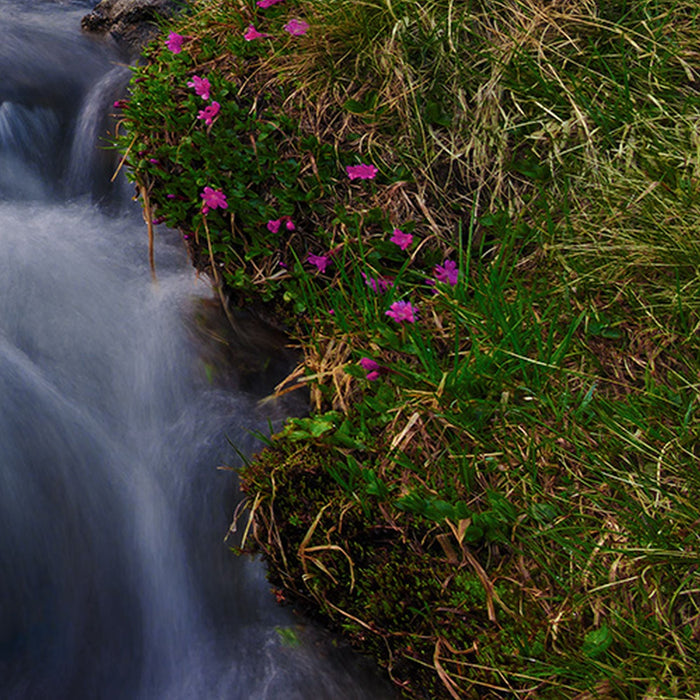 Vlies Fototapete | Wild Paradise | Größe 450 x 280 cm