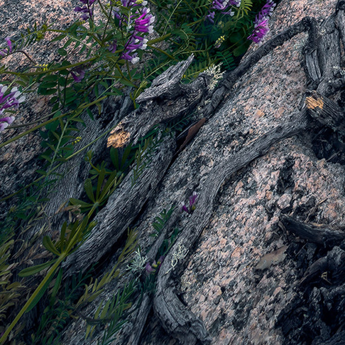 Komar | Vlies Fototapete | Flowering Tales | Größe 200 x 280 cm