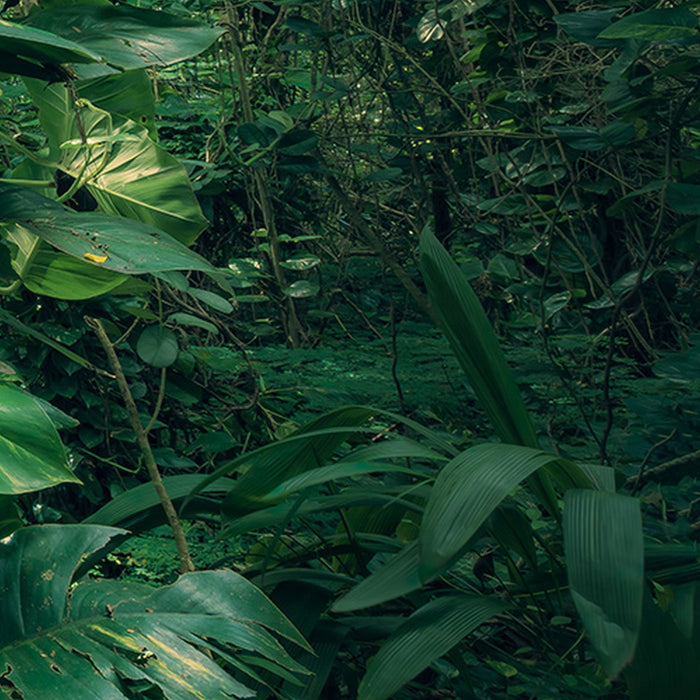 Vlies Fototapete | Green Leaves  | Größe 450 x 280 cm