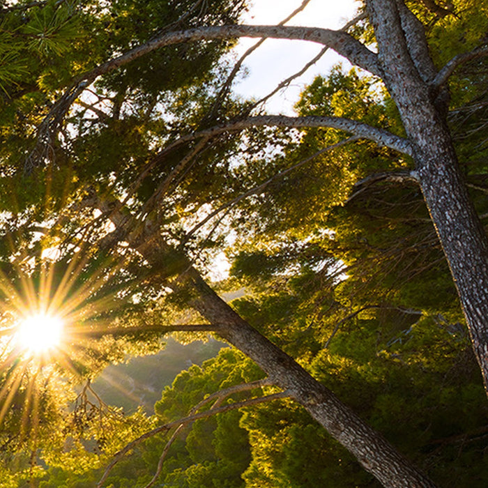 Vlies Fototapete | Lonely Paradise | Größe 450 x 280 cm