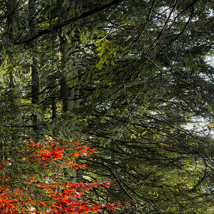 Vlies Fototapete | Feuerzungen | Größe 450 x 280 cm