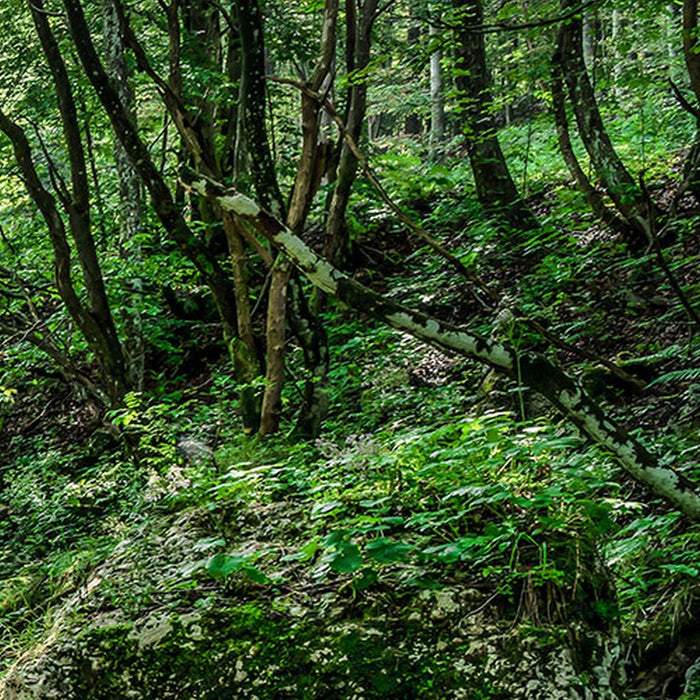 Vlies Fototapete | Tranquil Pool | Größe 400 x 250 cm