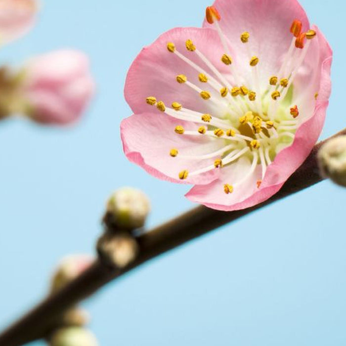 Vlies Fototapete | Peach Blossom | Größe 350 x 250 cm