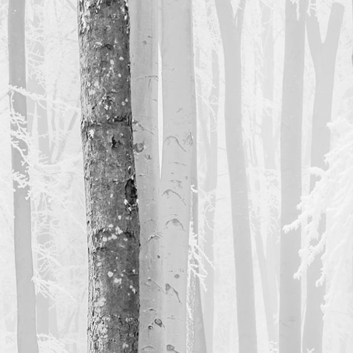 Vlies Fototapete | Winter Wood | Größe 400 x 280 cm