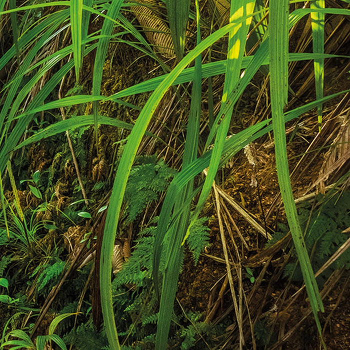 Papier Fototapete | Jungle Trail | Größe 368 x 254 cm