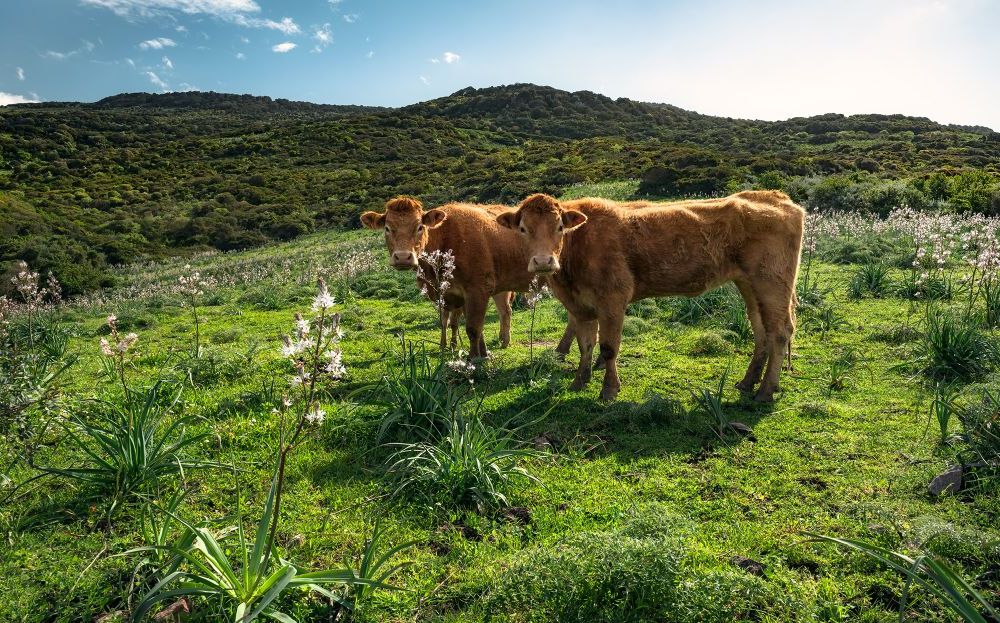 Vlies Fototapete | Kuhparadies | Größe 450 x 280 cm