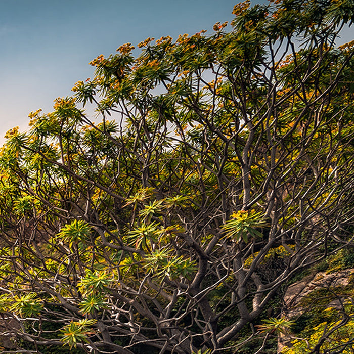 Vlies Fototapete | Rainbow Lands | Größe 450 x 280 cm