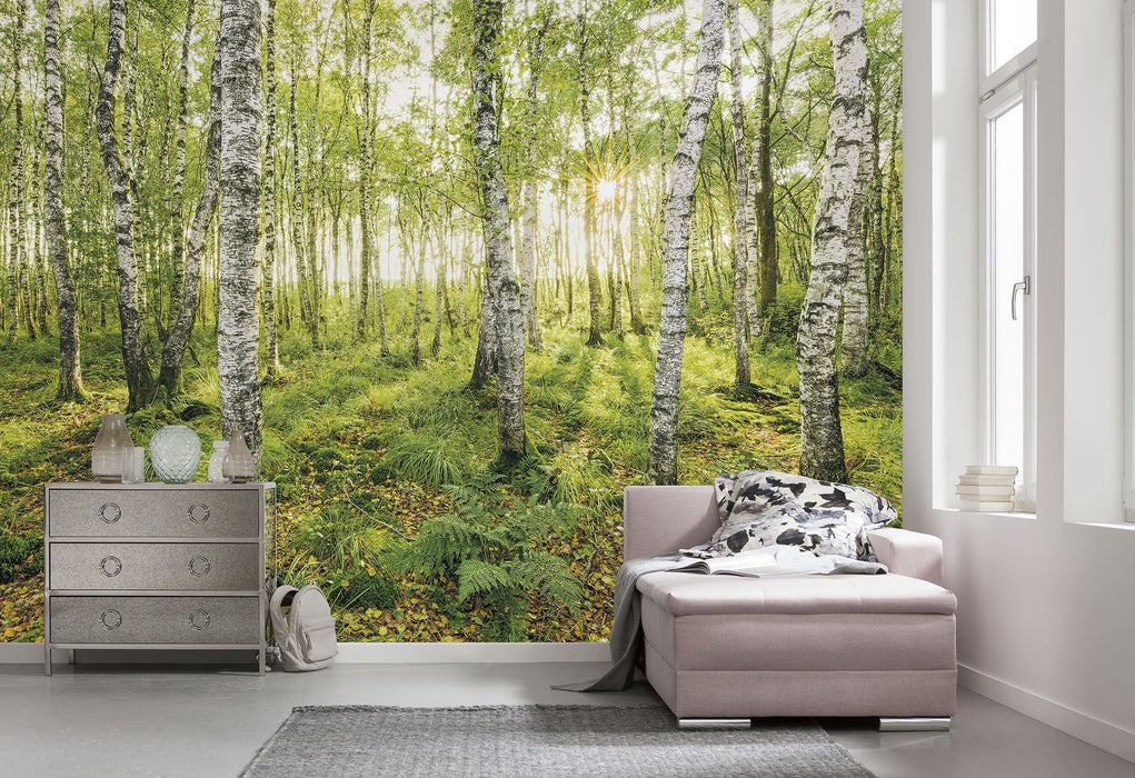 Vlies Fototapete | Birch Trees | Größe 400 x 250 cm