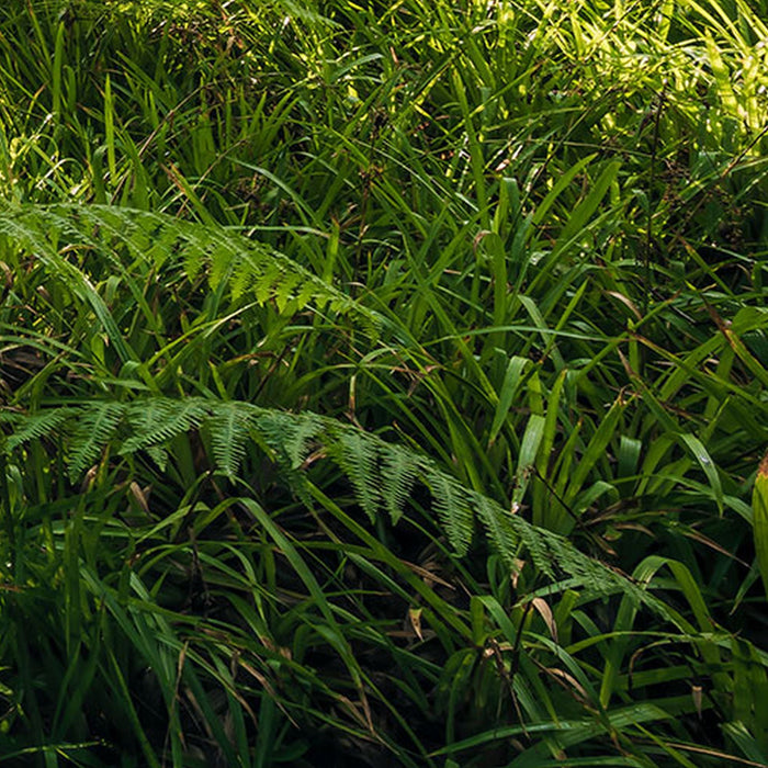 Vlies Fototapete | Mystic Path | Größe 400 x 250 cm