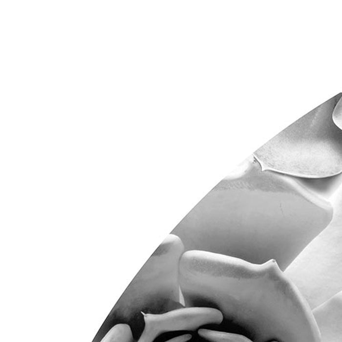 Selbstklebende Vlies Fototapete/Wandtattoo | Echeveria | Größe 125 x 125 cm