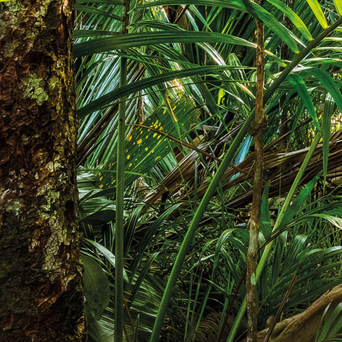 Komar | Papier Fototapete | Jungle Trail | Größe 368 x 254 cm
