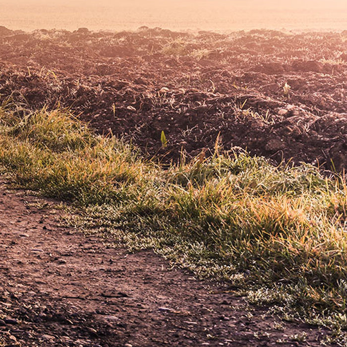 Vlies Fototapete | Misty Morning | Größe 400 x 250 cm