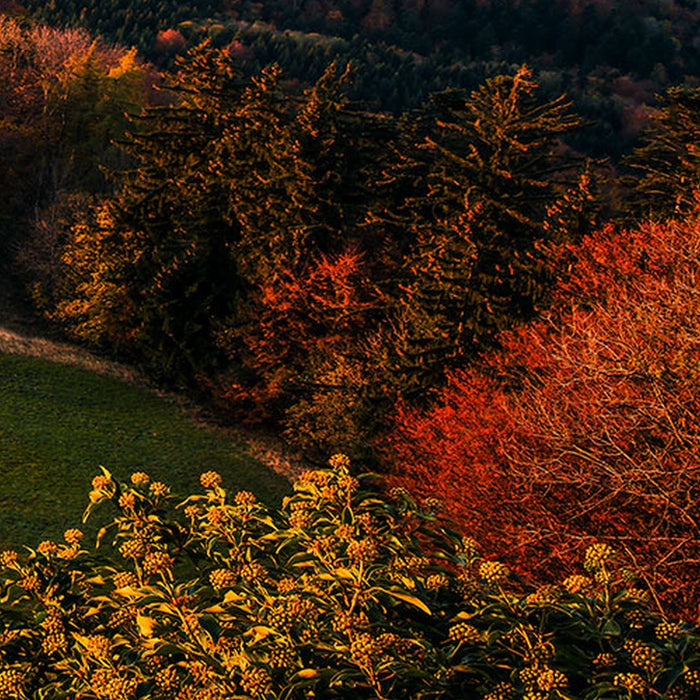 Vlies Fototapete | Fairy Tale Castle | Größe 200 x 100 cm