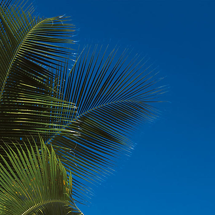 Vlies Fototapete | Coconut Bay | Größe 100 x 280 cm
