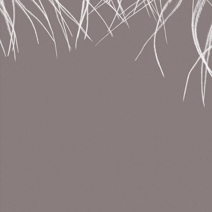 Vlies Fototapete | Federkern | Größe 100 x 250 cm