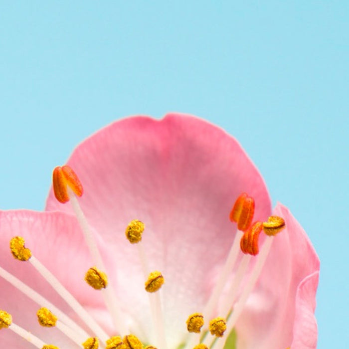 Komar | Vlies Fototapete | Peach Blossom | Größe 150 x 250 cm