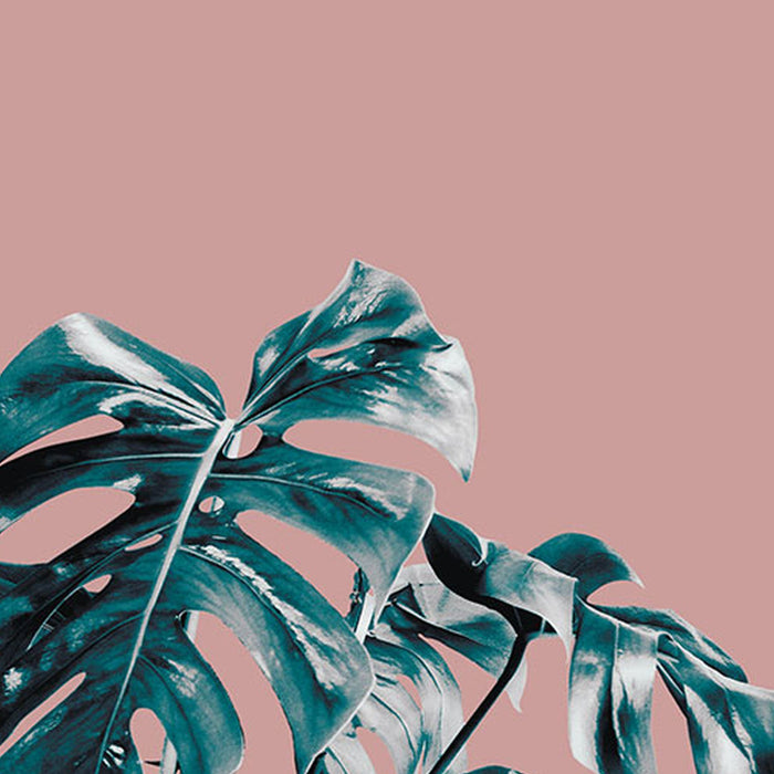 Komar | Vlies Fototapete | Monstera Rosé | Größe 400 x 250 cm