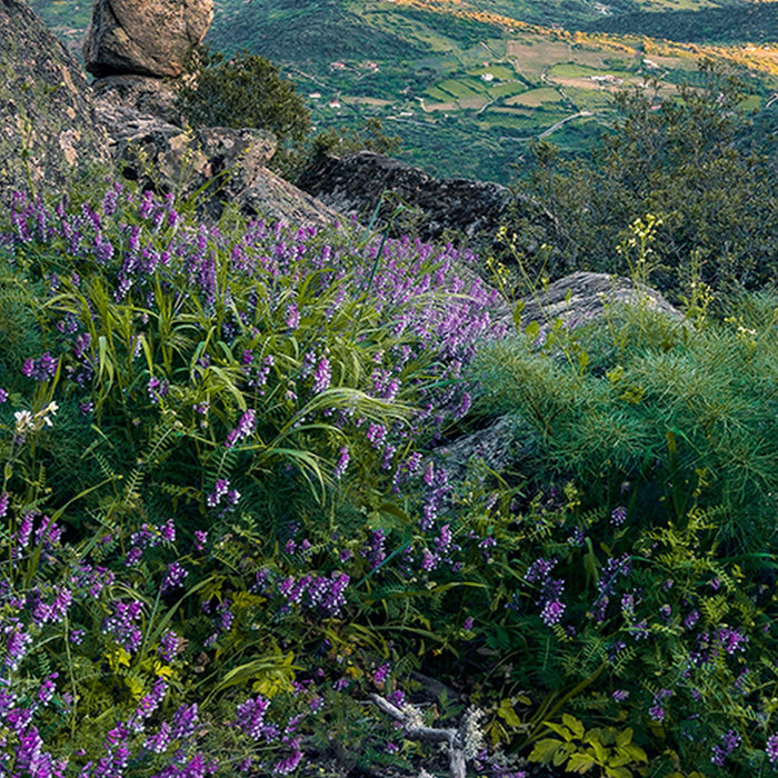 Vlies Fototapete | Flowering Tales | Größe 200 x 280 cm