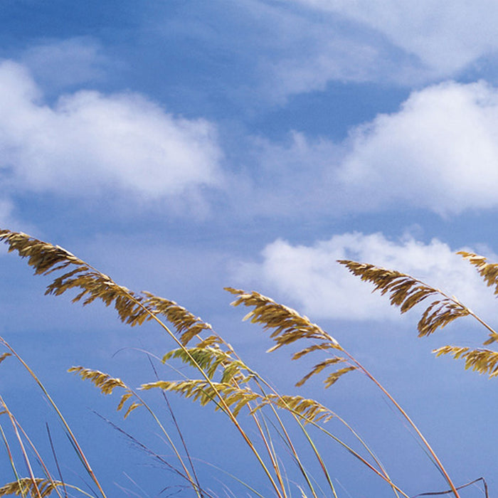 Papier Fototapete | Ocean Breeze | Größe 368 x 254 cm