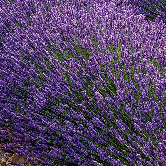 Komar | Vlies Fototapete | Provence | Größe 400 x 260 cm
