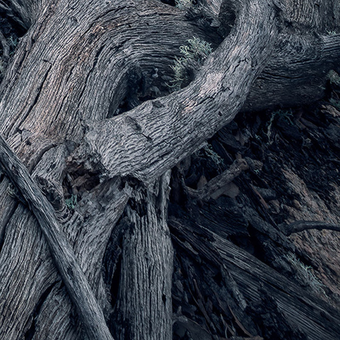 Vlies Fototapete | Flowering Tales | Größe 200 x 280 cm