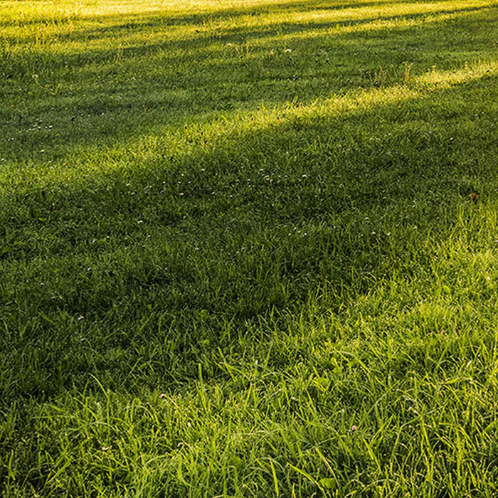 Vlies Fototapete | Golden Moment | Größe 400 x 250 cm