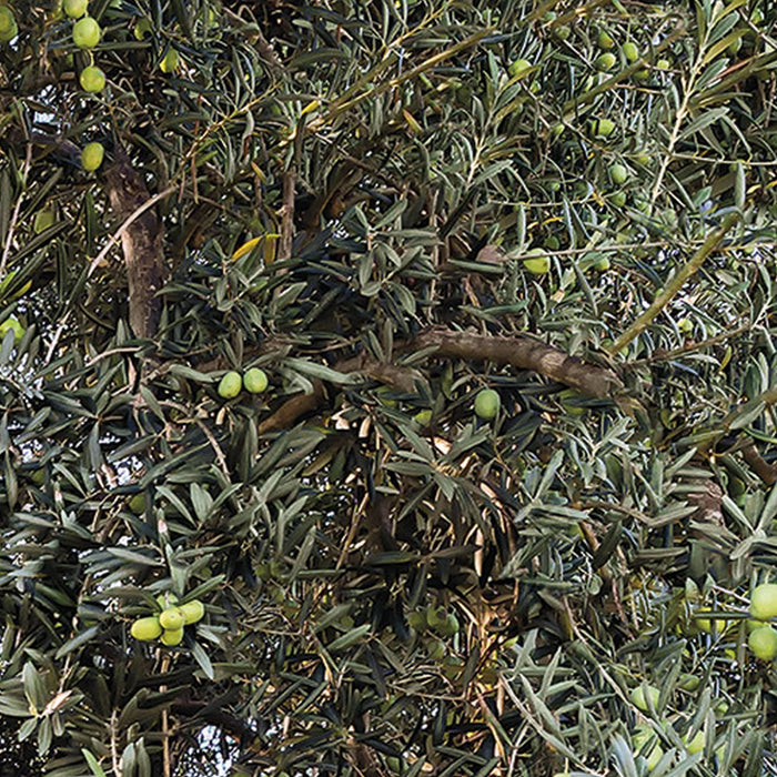 Komar | Papier Fototapete | Olive Tree | Größe 368 x 254 cm