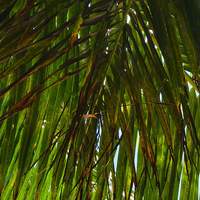 Vlies Fototapete | Under The Palmtree | Größe 200 x 250 cm
