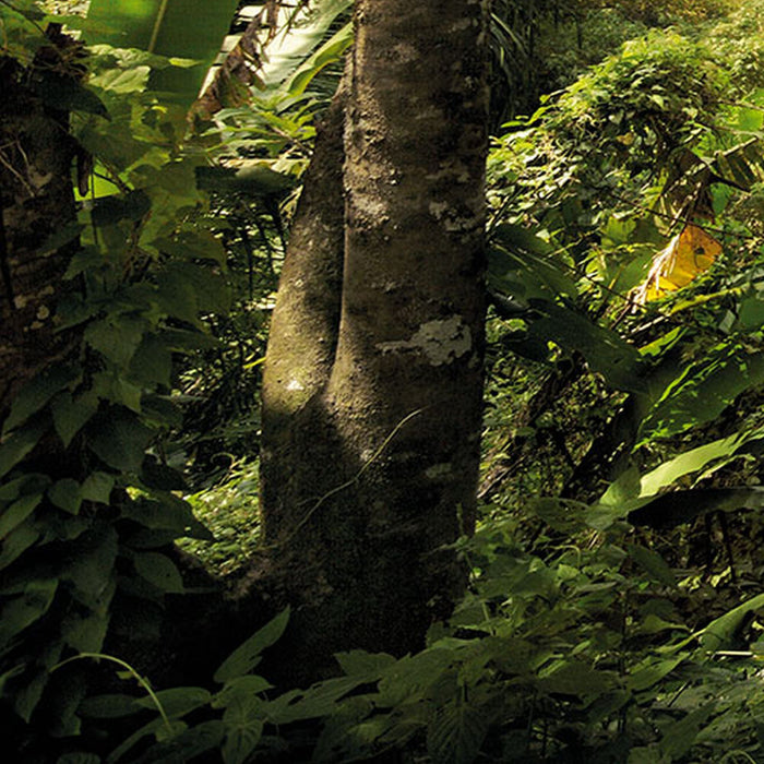 Komar | Vlies Fototapete | Dschungel | Größe 400 x 260 cm