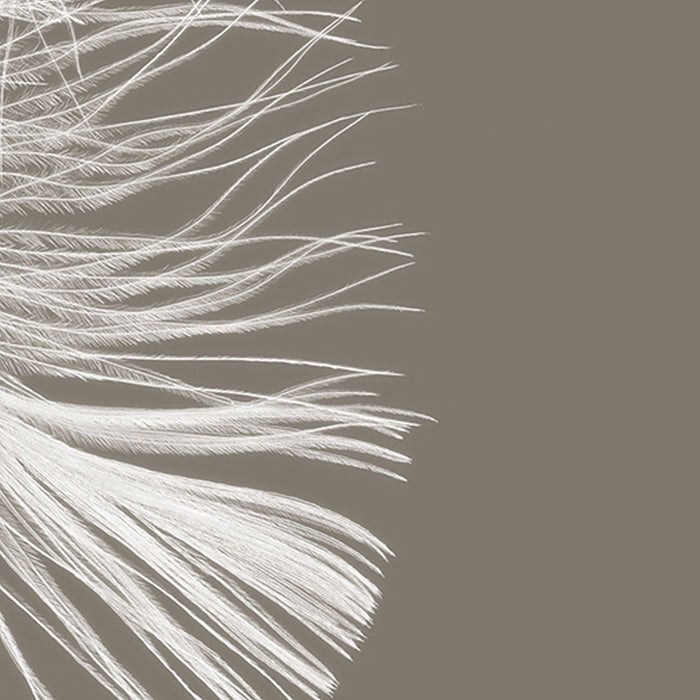 Komar | Vlies Fototapete | Federstern | Größe 368 x 248 cm