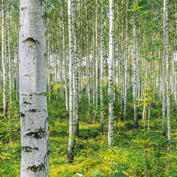 Papier Fototapete | Sunny Day | Größe 368 x 254 cm