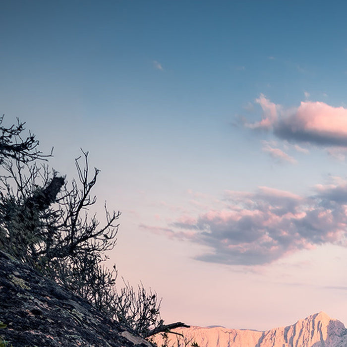 Vlies Fototapete | Flowering Tales | Größe 200 x 280 cm