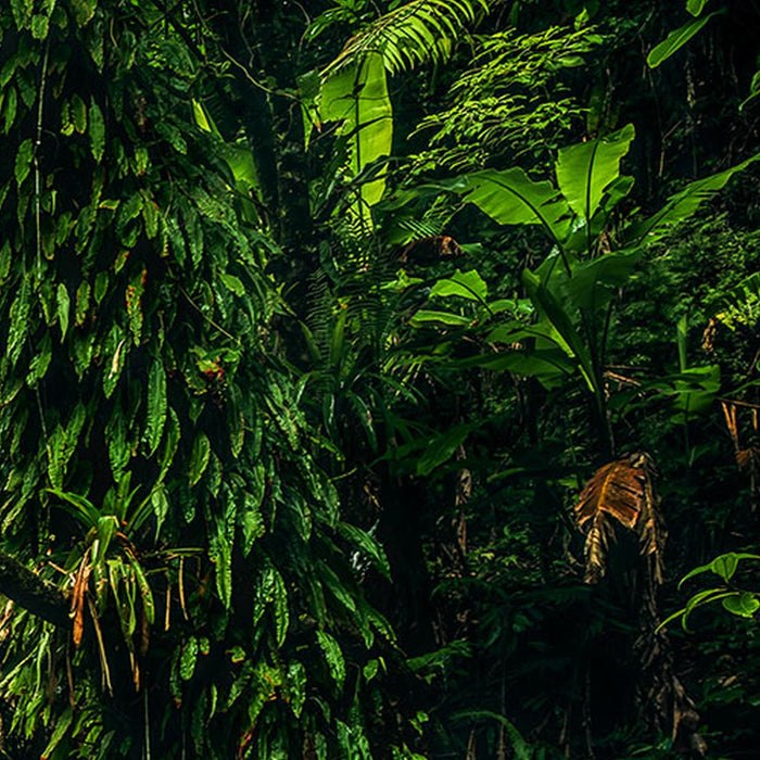 Vlies Fototapete | My Hidden Treasure | Größe 400 x 250 cm