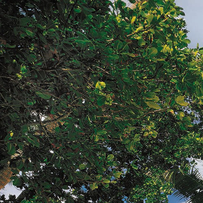 Papier Fototapete | Tropical Sea | Größe 368 x 254 cm