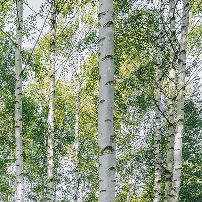 Papier Fototapete | Sunny Day | Größe 368 x 254 cm